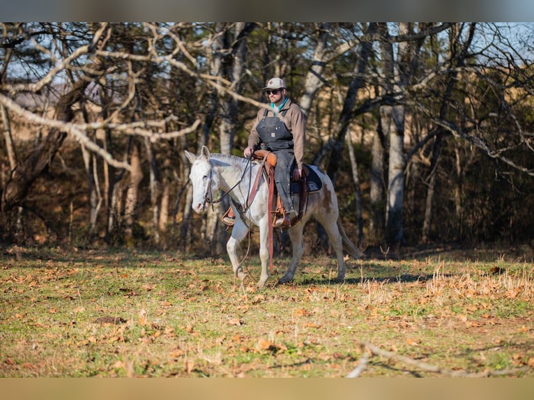Mule Gelding 5 years 13,3 hh Pinto in Santa Fe