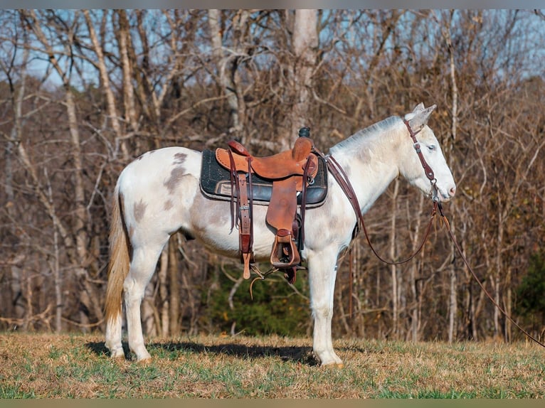 Mule Gelding 5 years 13,3 hh Pinto in Santa Fe