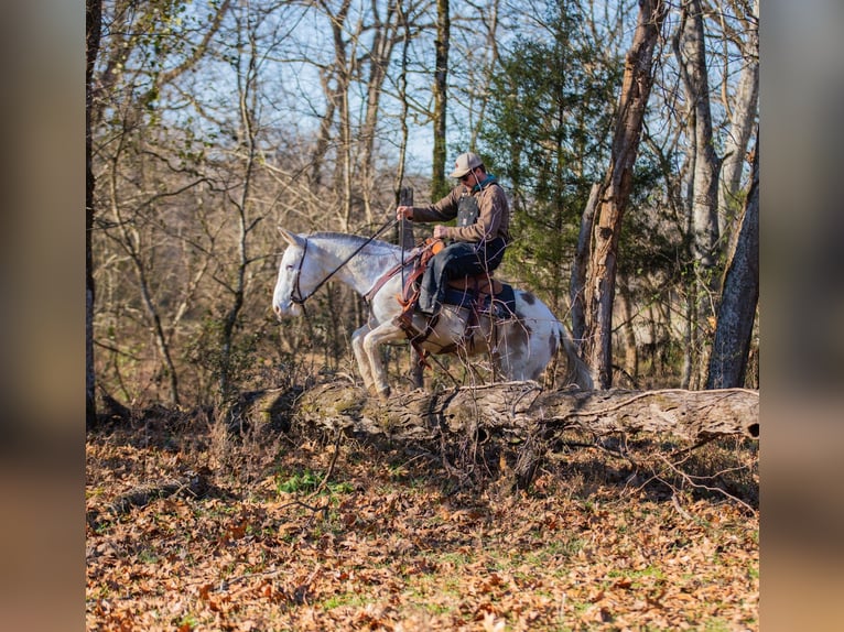 Mule Gelding 5 years 13,3 hh Pinto in Santa Fe