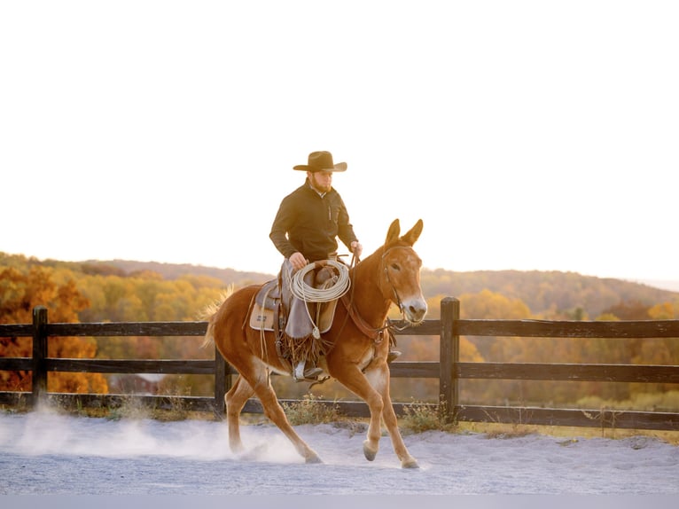 Mule Gelding 5 years 14,1 hh Chestnut in Honey Brook