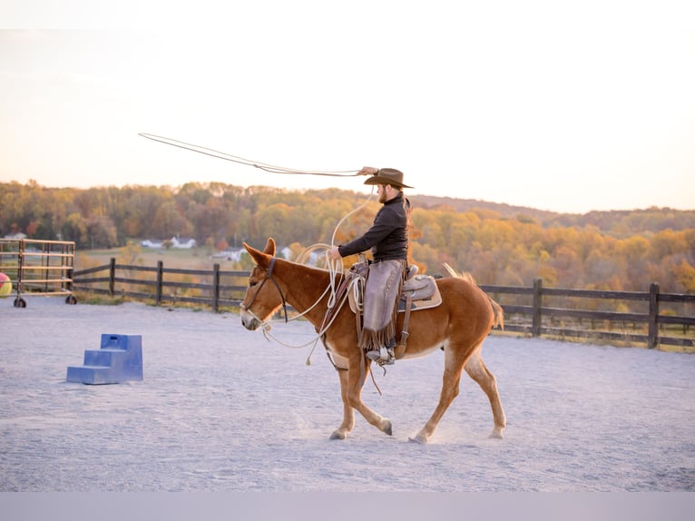 Mule Gelding 5 years 14,1 hh Chestnut in Honey Brook