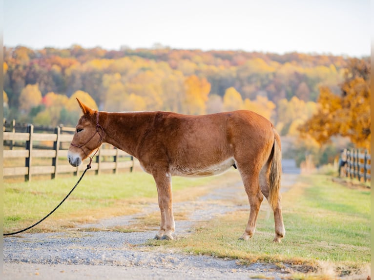 Mule Gelding 5 years 14,1 hh Chestnut in Honey Brook