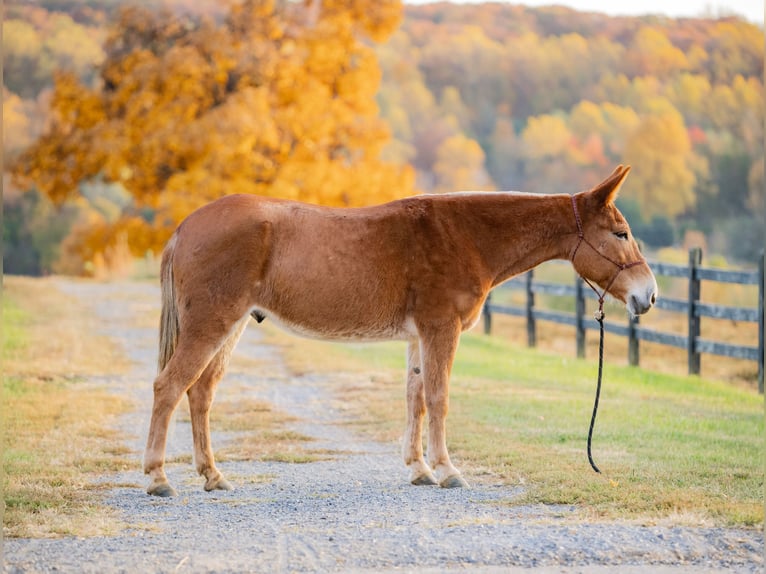 Mule Gelding 5 years 14,1 hh Chestnut in Honey Brook