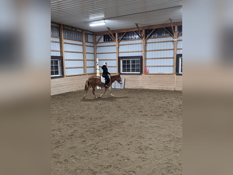 Mule Gelding 5 years 14,1 hh Chestnut in Honey Brook