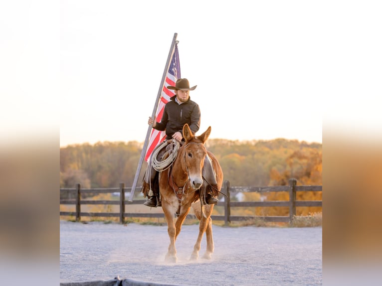 Mule Gelding 5 years 14,1 hh Chestnut in Honey Brook