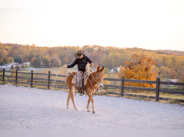 Mule Gelding 5 years 14,1 hh Chestnut in Honey Brook