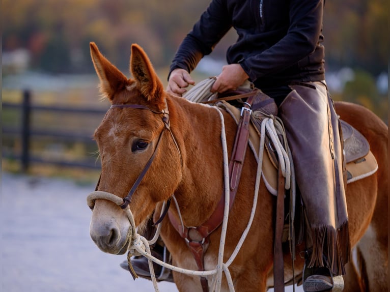 Mule Gelding 5 years 14,1 hh Chestnut in Honey Brook