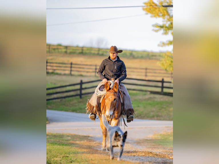 Mule Gelding 5 years 14,1 hh Chestnut in Honey Brook