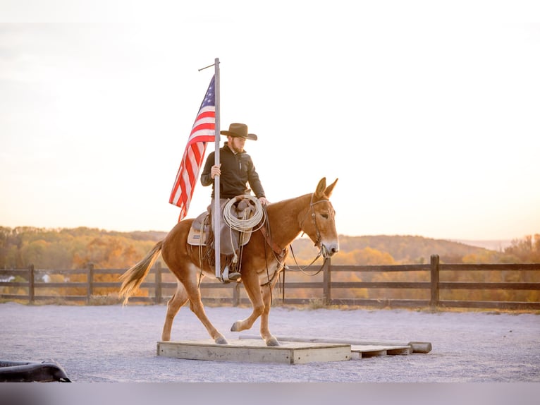 Mule Gelding 5 years 14,1 hh Chestnut in Honey Brook