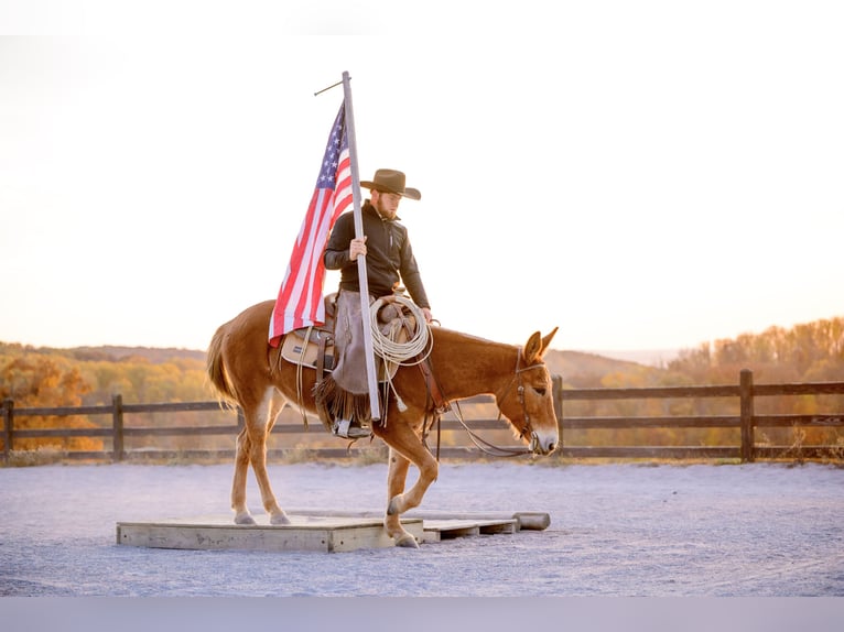 Mule Gelding 5 years 14,1 hh Chestnut in Honey Brook