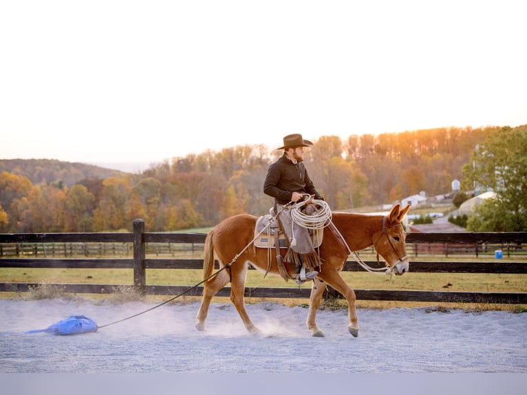 Mule Gelding 5 years 14,1 hh Chestnut in Honey Brook