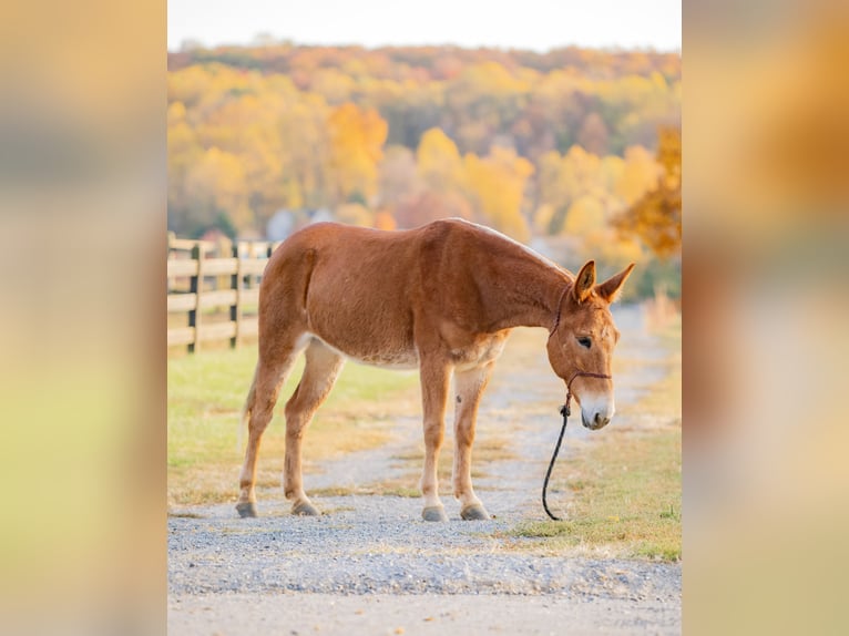 Mule Gelding 5 years 14,1 hh Chestnut in Honey Brook