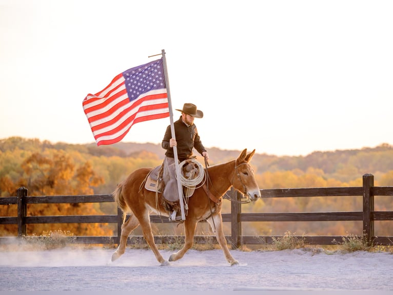 Mule Gelding 5 years 14,1 hh Chestnut in Honey Brook