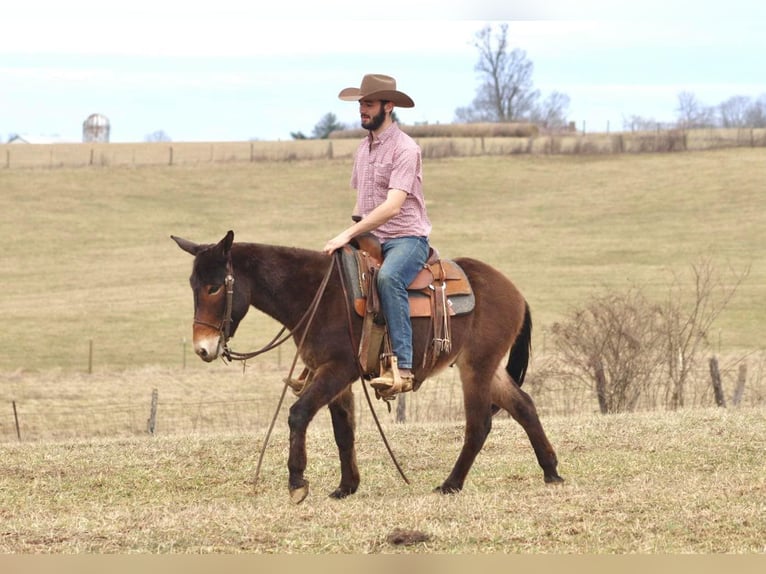 Mule Gelding 5 years 14,2 hh Bay in Brooksville KY