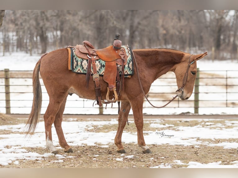 Mule Gelding 5 years 14 hh Sorrel in Hastings