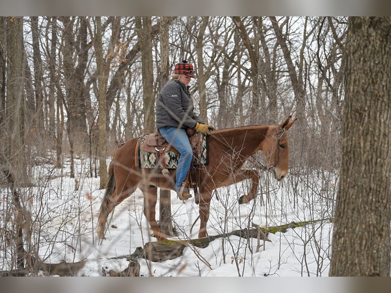 Mule Gelding 5 years 14 hh Sorrel in Hastings