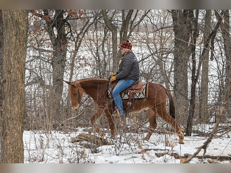 Mule Gelding 5 years 14 hh Sorrel in Hastings