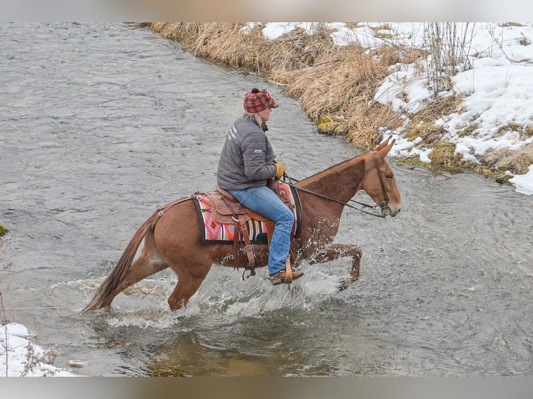 Mule Gelding 5 years 14 hh Sorrel in Hastings
