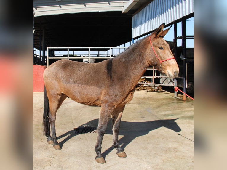 Mule Gelding 5 years 15.1 hh Buckskin in Vejer de la Frontera