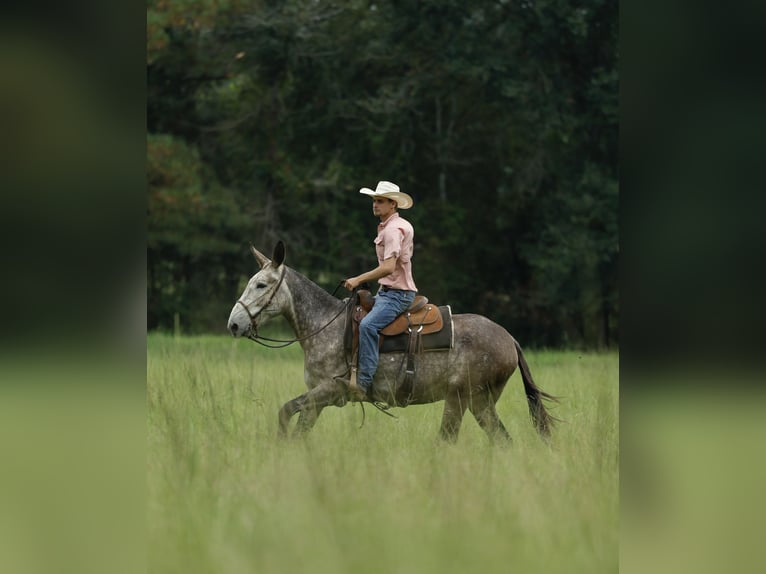 Mule Gelding 5 years 15,1 hh Gray in Huntsville, TX