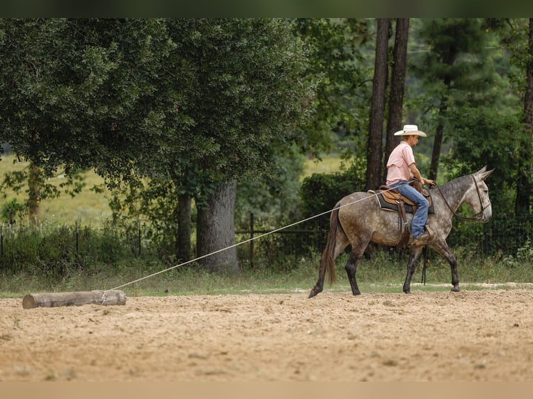 Mule Gelding 5 years 15,1 hh Gray in Huntsville, TX