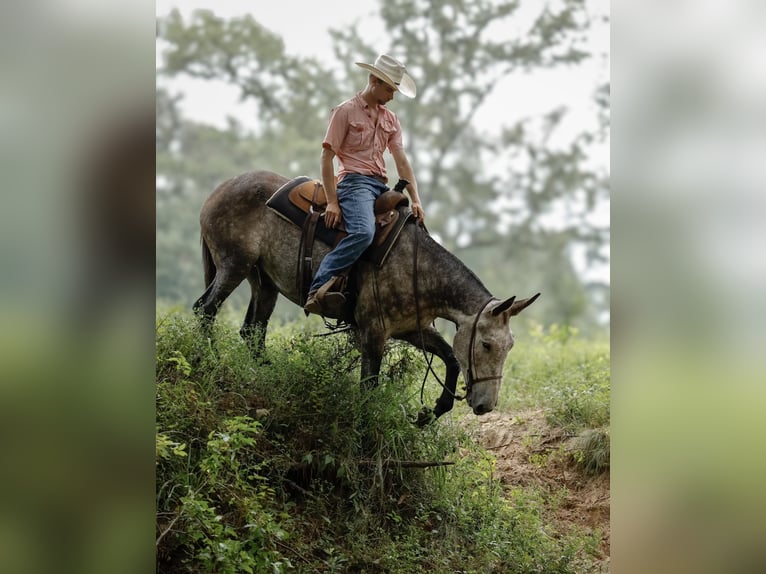 Mule Gelding 5 years 15,1 hh Gray in Huntsville, TX