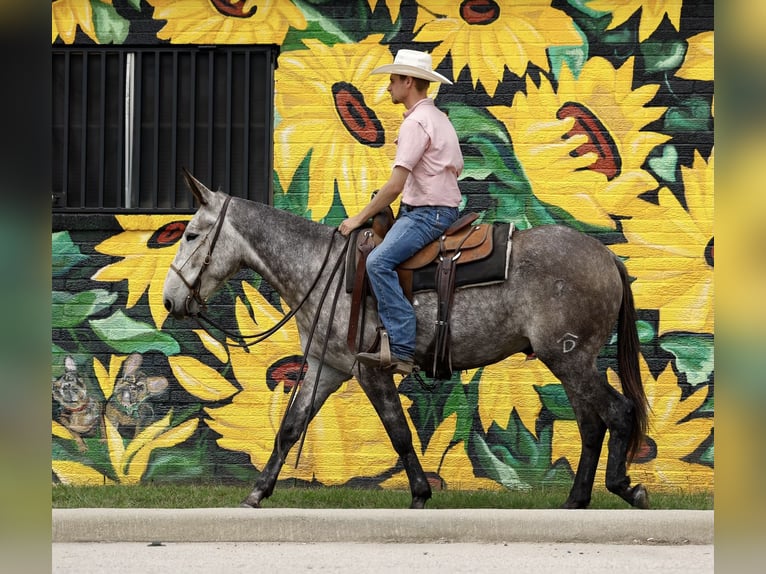 Mule Gelding 5 years 15,1 hh Gray in Huntsville, TX