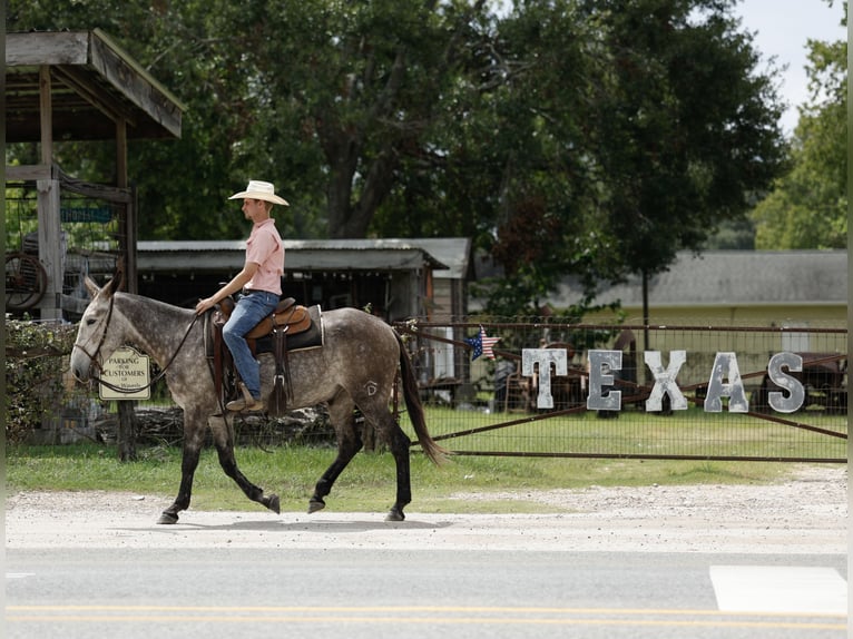 Mule Gelding 5 years 15,1 hh Gray in Huntsville, TX