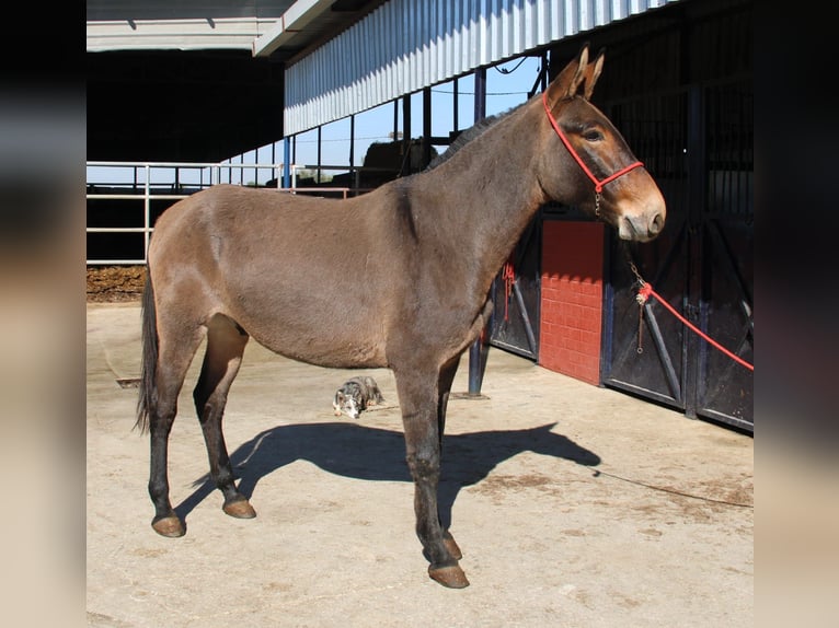 Mule Gelding 5 years 15.2 hh Brown in Vejer de la Frontera