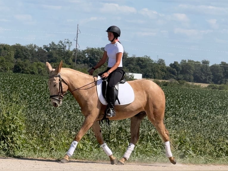 Mule Gelding 5 years 15,2 hh Palomino in Ames