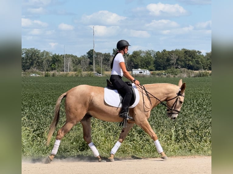 Mule Gelding 5 years 15,2 hh Palomino in Ames