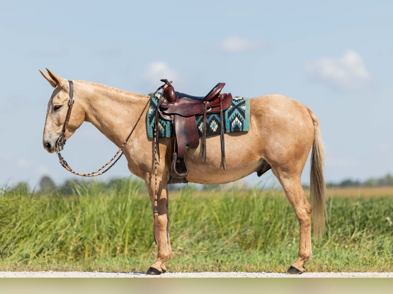 Mule Gelding 5 years 15,2 hh in Ames