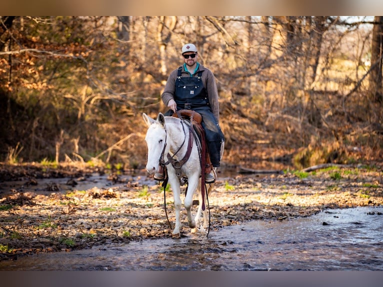 Mule Gelding 6 years 13,3 hh Pinto in Santa Fe