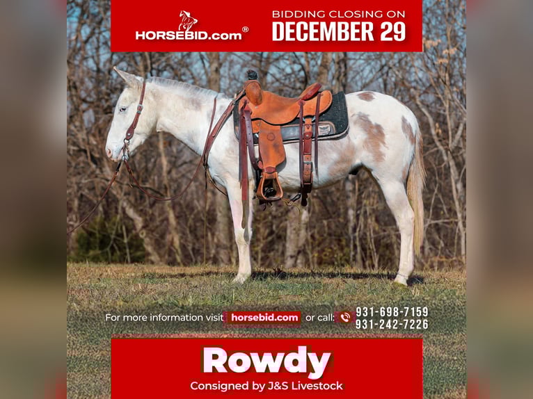 Mule Gelding 6 years 13,3 hh Pinto in Santa Fe