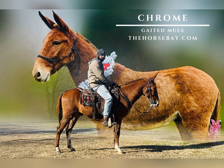 Mule Gelding 6 years 14.2 hh Sorrel in Tompkinsville, KY