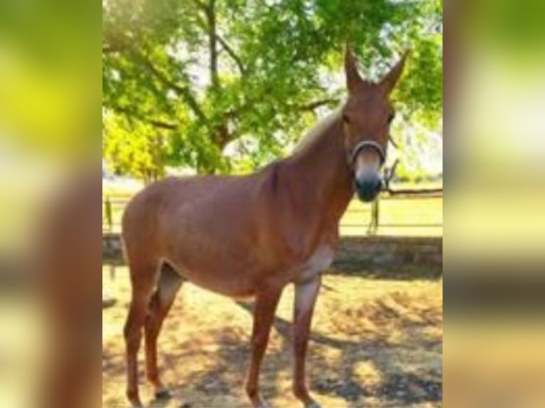 Mule Gelding 6 years 14,2 hh Sorrel in Bad Homburg vor der HöheBad Homburg