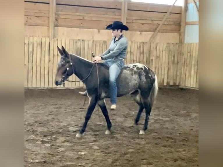 Mule Gelding 6 years 14,2 hh in Cannon Falls, MN