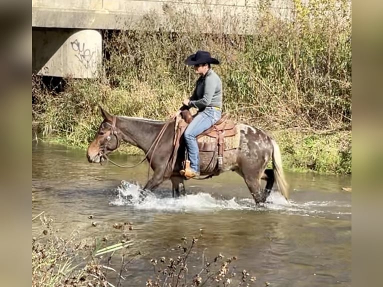 Mule Gelding 6 years 14,2 hh in Cannon Falls, MN