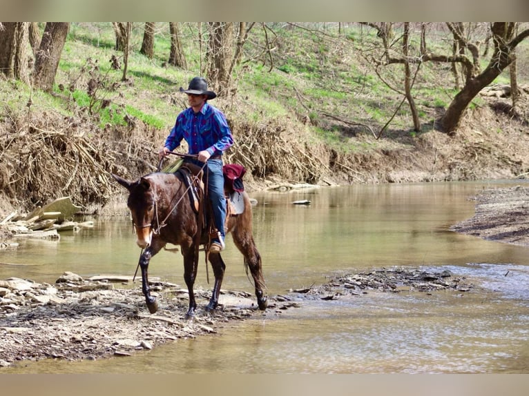 Mule Gelding 6 years 14,2 hh Bay in Brooksville KY