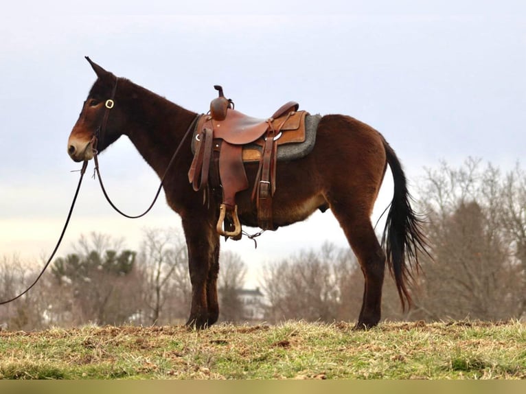 Mule Gelding 6 years 14,2 hh Bay in Brooksville KY