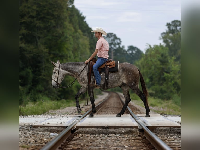 Mule Gelding 6 years 15,1 hh Gray in Huntsville, TX