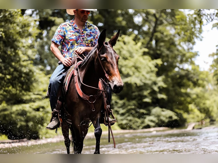 Mule Gelding 6 years 15 hh Bay in Santa Fe TN