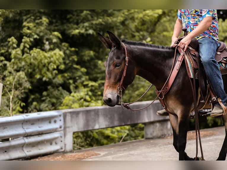 Mule Gelding 6 years 15 hh Bay in Santa Fe TN