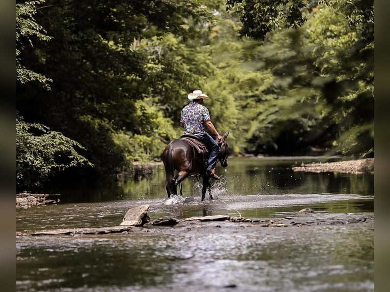 Mule Gelding 6 years 15 hh Bay in Santa Fe TN