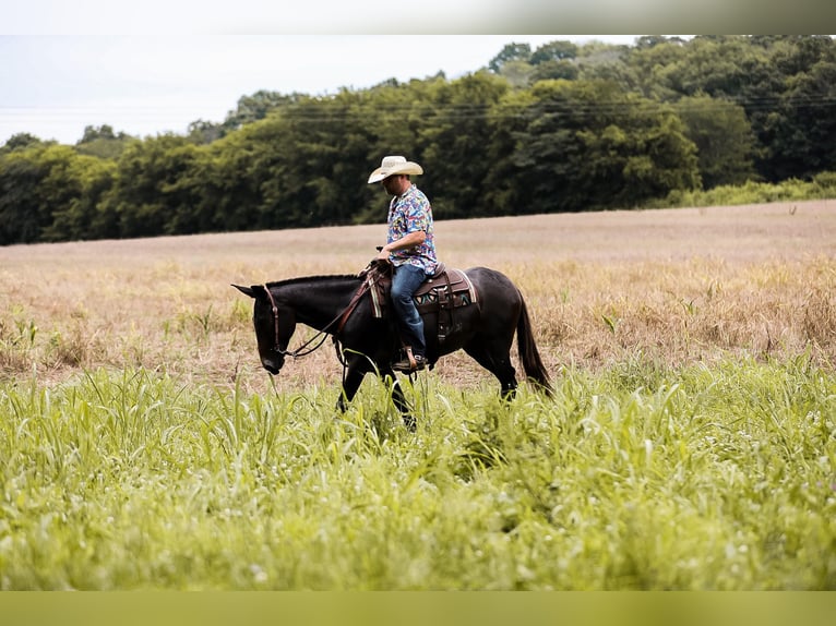 Mule Gelding 6 years 15 hh Bay in Santa Fe TN