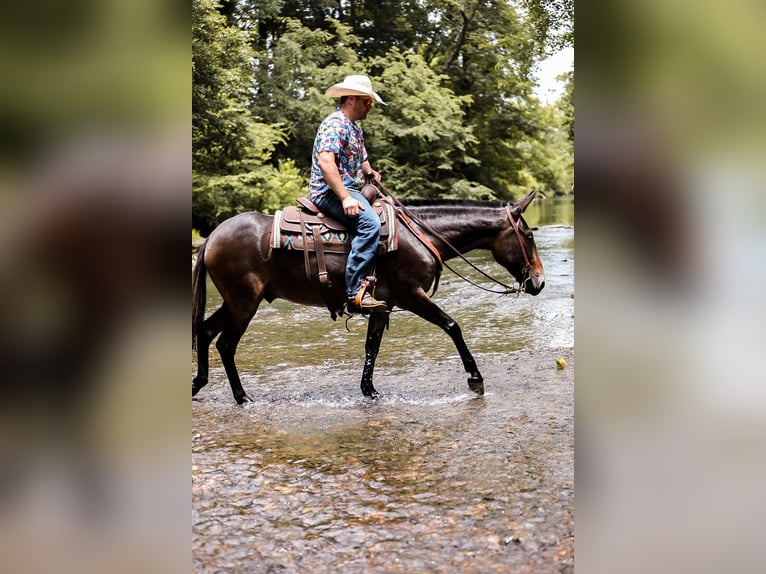 Mule Gelding 6 years 15 hh Bay in Santa Fe TN