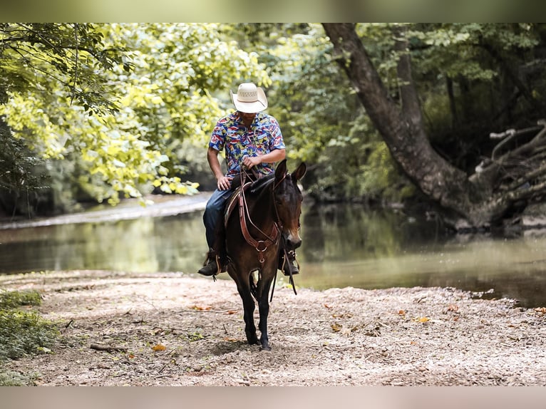 Mule Gelding 6 years 15 hh Bay in Santa Fe TN