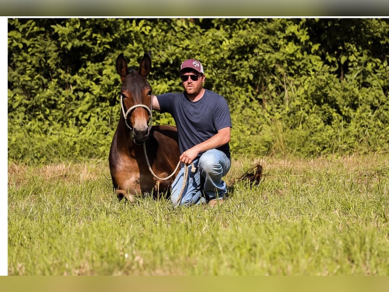 Mule Gelding 6 years 15 hh Bay in Santa Fe TN