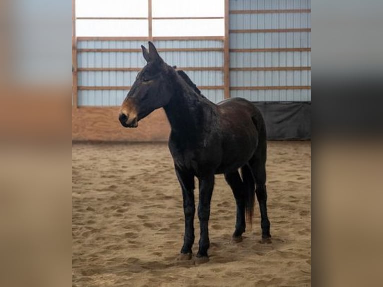 Mule Gelding 6 years 15 hh Black in Everett, PA