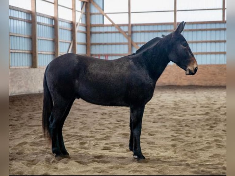 Mule Gelding 6 years 15 hh Black in Everett, PA